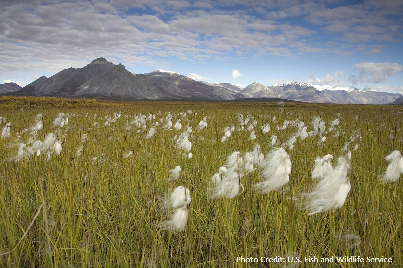 USFWS Field.jpg